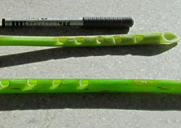 Fadno, Escandinávia