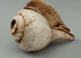 Hakgediya, Sri lanka