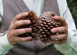 Pinhas, instrumento integrante da tocata de ranchos folclóricos