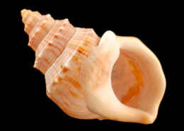 Pupurangi, Nova Zelândia