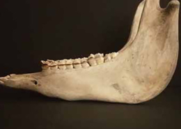 Cacharaina, queixada ou maxilar