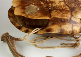 Carapazon de tortuga, Guatemala