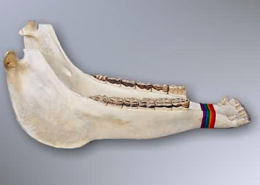 Donkey jaw, queixada de burro