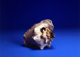 Guarura, búzio, trompete natural, Venezuela