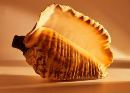 Pututu, búzio, Andes