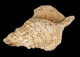 Conque de Marsoulas, França