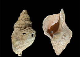 Coquillage de conque, França