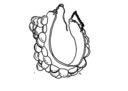 Manjata, desenho de José Redinha