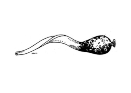 Onjembo erose, desenho de José Redinha