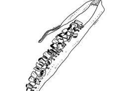 Tulele, desenho de José Redinha